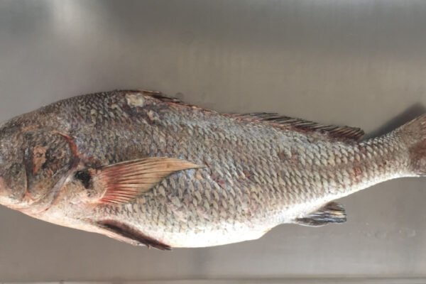 DINARA establece veda