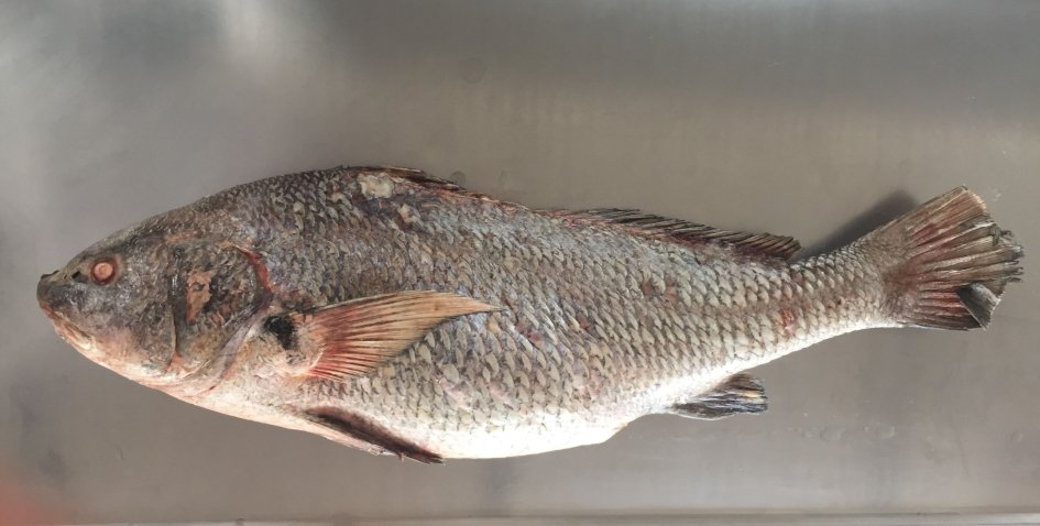 DINARA establece veda