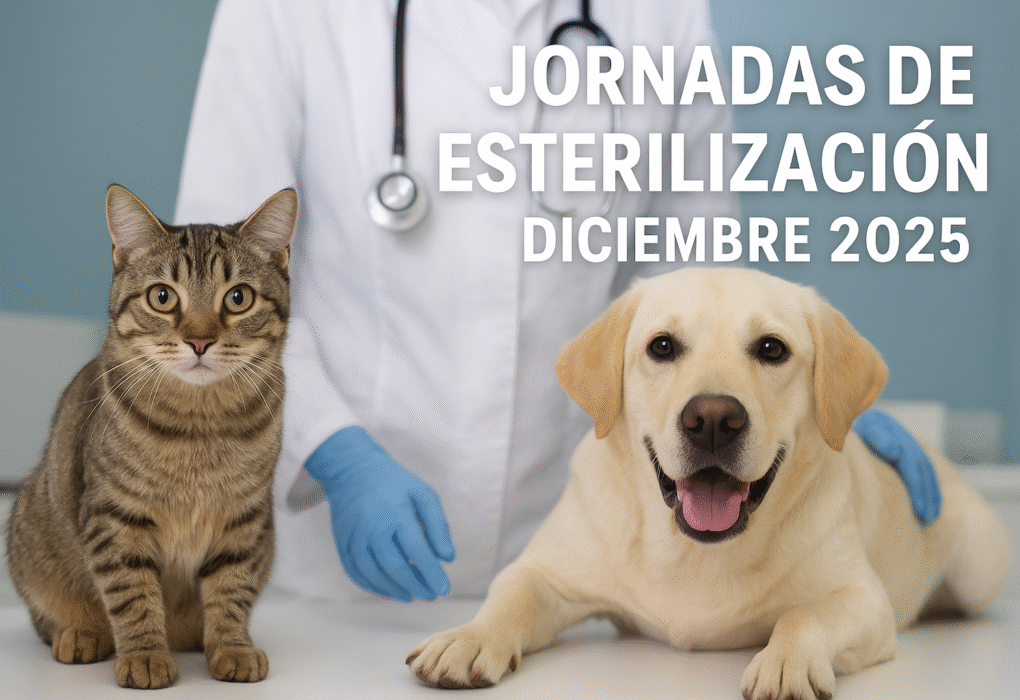 Esterilización Diciembre 2025